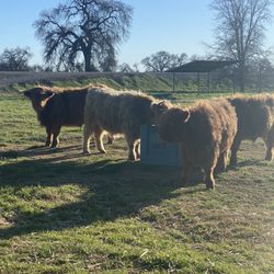 C Bar C Ranch