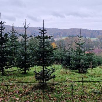 Hottenbacher Hof - Weihnachtsbäume - Gastropubs Near Me - Klein-Bieberau, HE