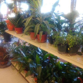 Lucerne Valley Market & Hardware - I think I'll get her a plant! They look nice and healthy - Grocery Near Me - Lucerne Valley, California Lucerne Valley Market & Hardware - I think I'll get her a plant! They look nice and healthy - Grocery Near Me - Lucerne Valley, California