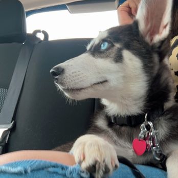 Modern Animal Addison - Luna was a happy camper after her treats and vaccines - Veterinarians Near Me - Dallas, Texas Modern Animal Addison - Luna was a happy camper after her treats and vaccines - Veterinarians Near Me - Dallas, Texas