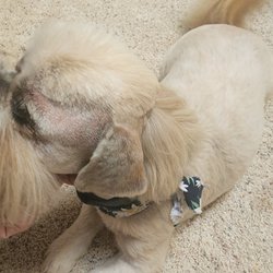 Pampered Paws Pet Grooming
