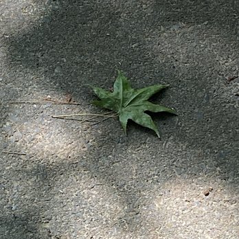 City Lake Park - Sweet gum leaf - Parks Near Me - Albemarle, North Carolina