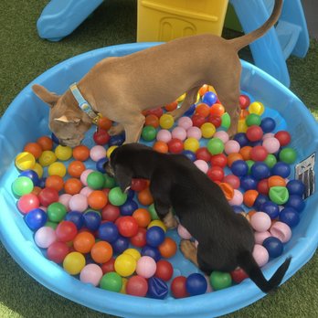 Up Dog LA - His First time going to Ball Pit with treats !! A good way to interact dogs with other dogs around + searching treats - Pet Training Near Me