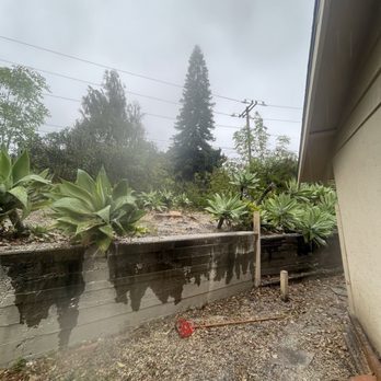 Douglas Cicileo Tree and Arborist Services - No more ash tree - Tree Services Near Me Douglas Cicileo Tree and Arborist Services - No more ash tree - Tree Services Near Me