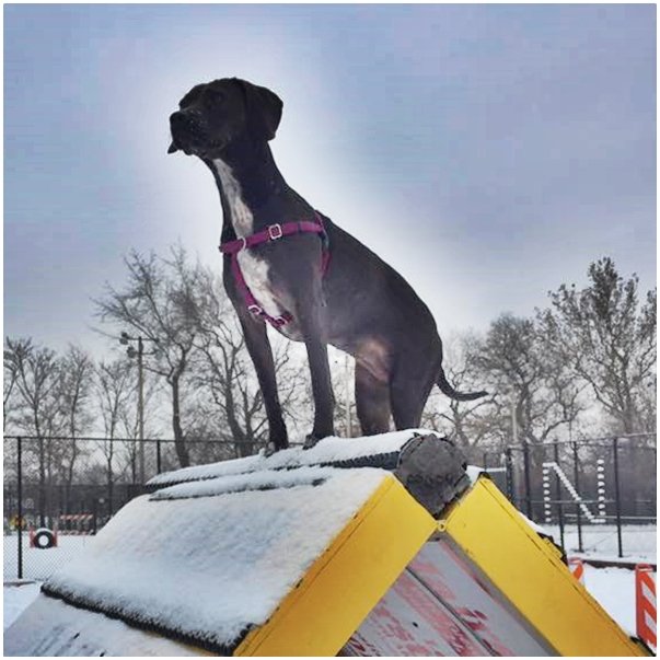 Social spots from Jackson Bark