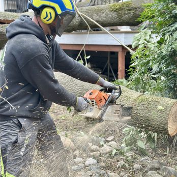 Easy Stumps Tree Services - Tree Services Near Me - Folsom, California Easy Stumps Tree Services - Tree Services Near Me - Folsom, California