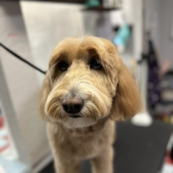 Shaggy2swaggypets - Charlie - Pet Groomers Near Me - Riverside, California Shaggy2swaggypets - Charlie - Pet Groomers Near Me - Riverside, California