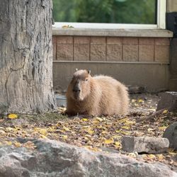 user provided Henry Vilas Park Zoo photo