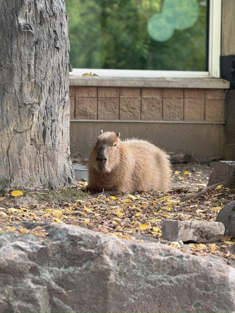 Social spots from Henry Vilas Park Zoo