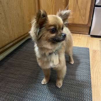 Dee's Doggie Do's - After - Pet Groomers Near Me - Puyallup, Washington Dee's Doggie Do's - After - Pet Groomers Near Me - Puyallup, Washington