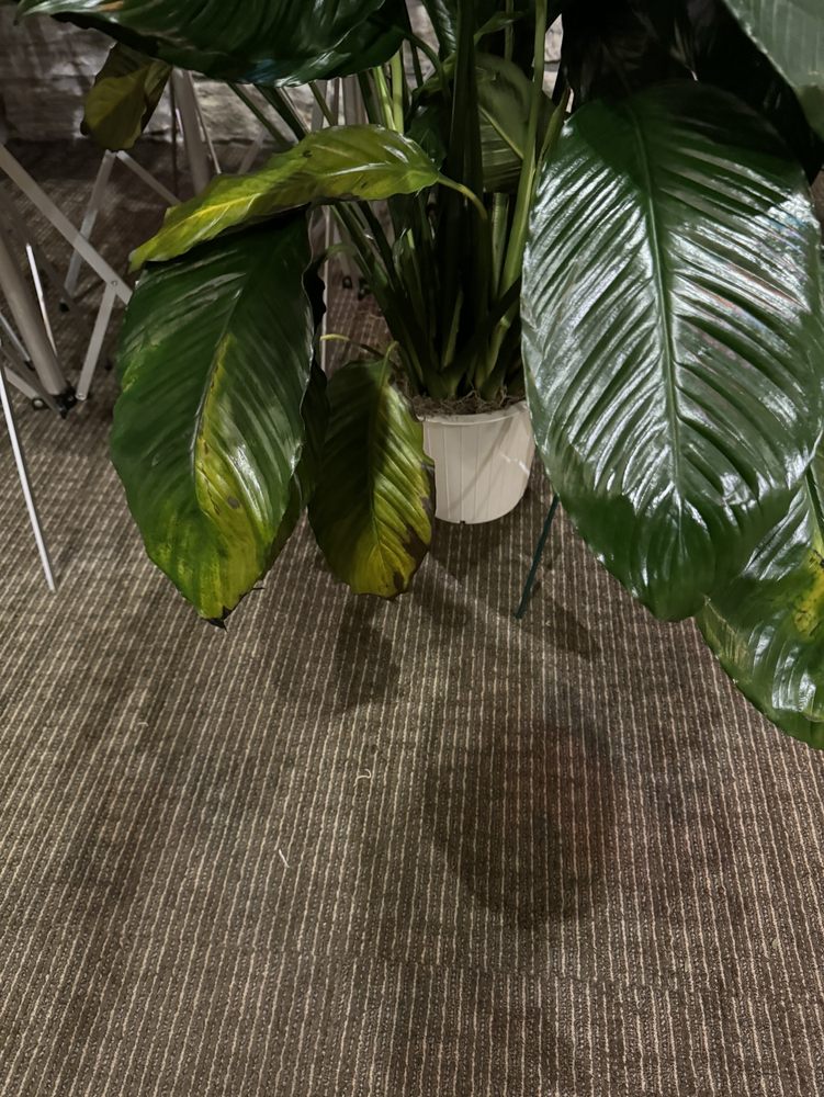 BEL AIR FLORIST Updated August 2024 22 Photos & 10 Reviews 29 E