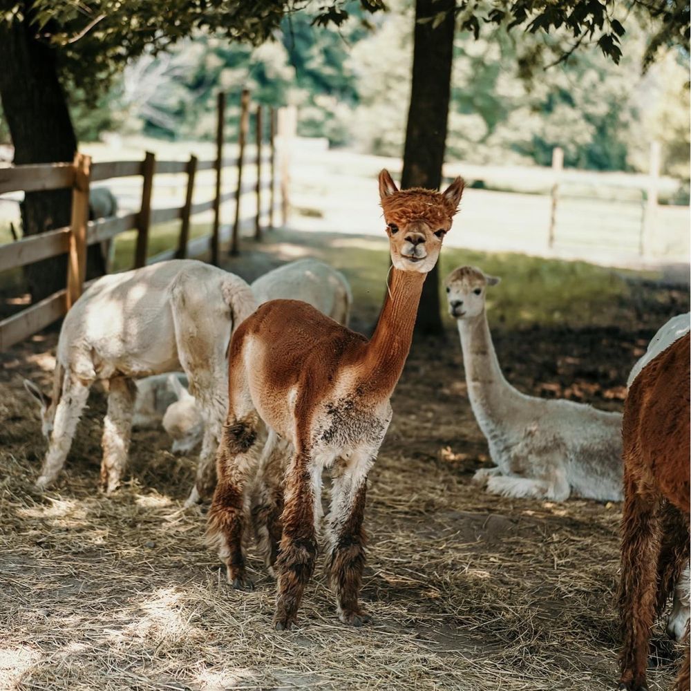 Whispering Oaks Alpacas - Petting Zoos Near Me - Prior Lake, Minnesota Whispering Oaks Alpacas - Petting Zoos Near Me - Prior Lake, Minnesota