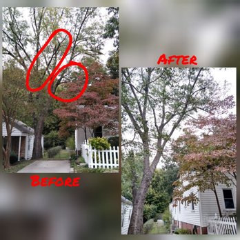 Davis Tree Surgeons - Tree Services Near Me