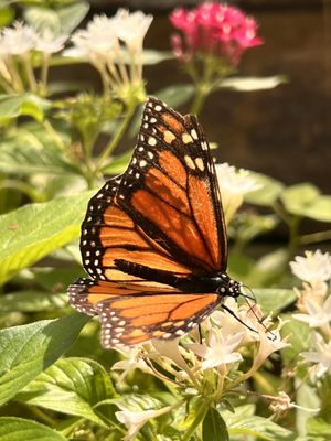 Huntsville Botanical Garden by null
