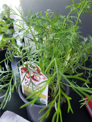 Gullo's Garden Center, 4767 Southwestern Blvd, Hamburg, NY ...