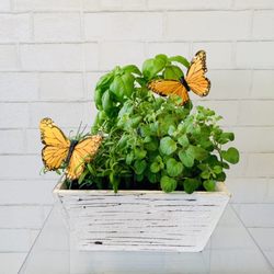 House Of Flowers - Herb Garden