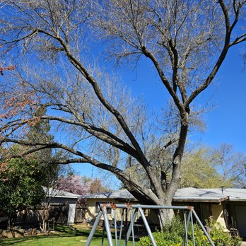 STC Tree Care - AshTree_Before - Tree Services Near Me - Sacramento, California