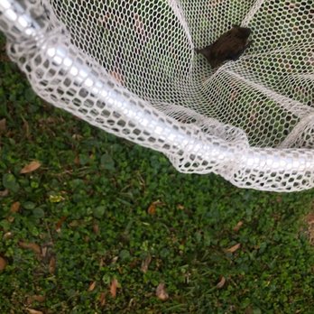 Pro Pest Removal - Humane Bat removal - Wildlife Control Near Me - Jacksonville, Florida Pro Pest Removal - Humane Bat removal - Wildlife Control Near Me - Jacksonville, Florida