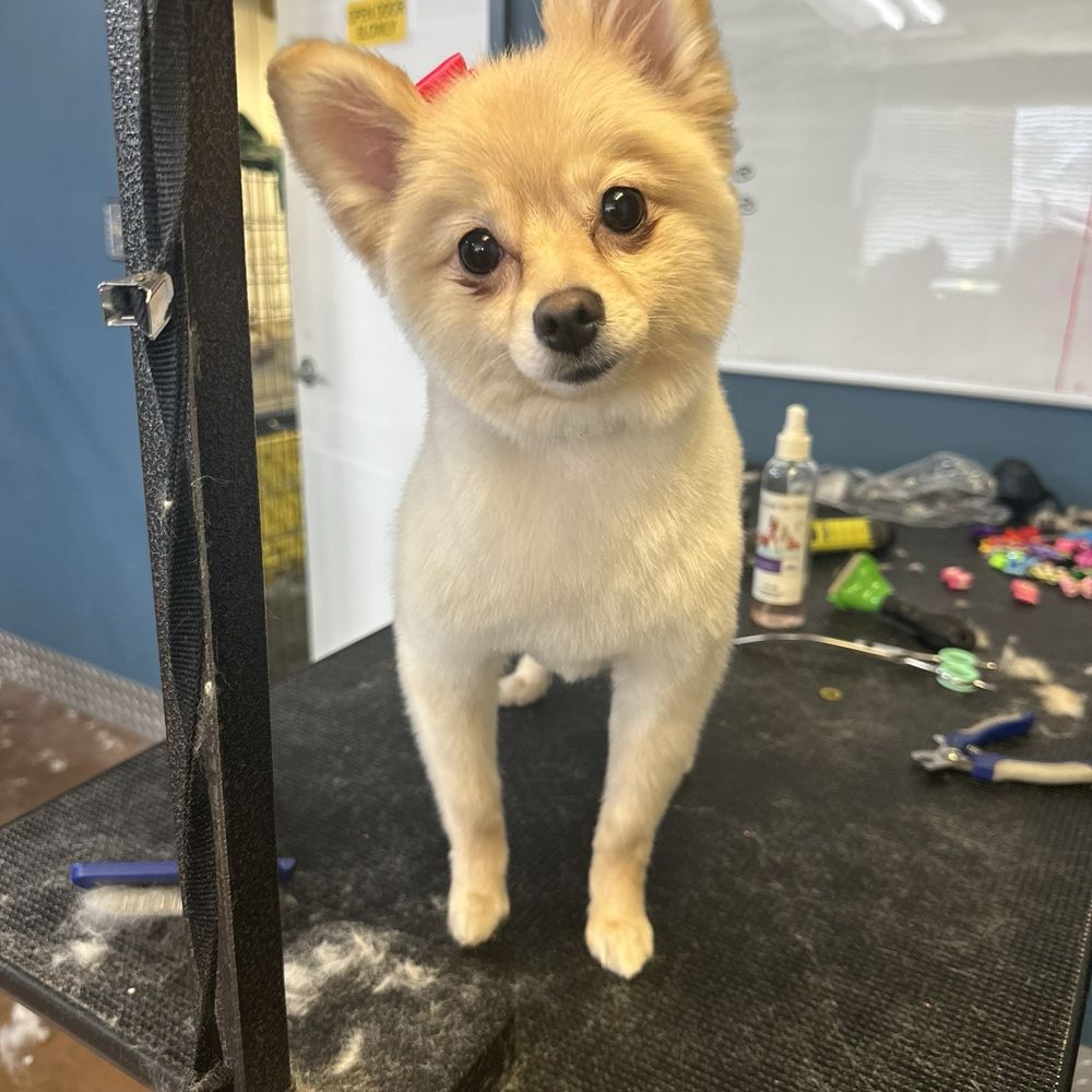 Tink Tink the princess after being groomed by Ms. Joey
