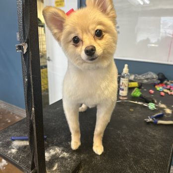 Upland Pet Grooming - Tink Tink the princess after being groomed by Ms. Joey - Pet Groomers Near Me - Upland, California Upland Pet Grooming - Tink Tink the princess after being groomed by Ms. Joey - Pet Groomers Near Me - Upland, California