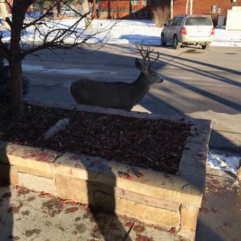 Parkway Inn - Big Buck outside our hotel. 8 pointer. - Hotels Near Me - Jackson, Wyoming