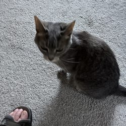 Feline Whisperers - Hollie