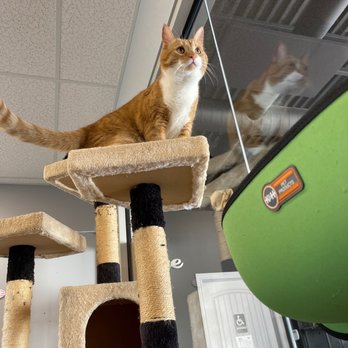 Purrfect Cup - Acrobatic kitty. - Cafes Near Me - Fredericton, New Brunswick