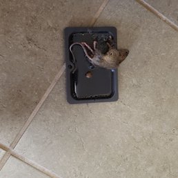 While I stayed I caught almost 20 mice in 6months. Office did nothing. While I stayed I caught almost 20 mice in 6months. Office did nothing.