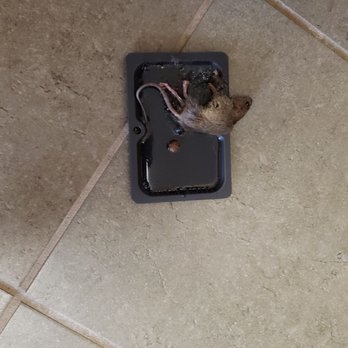 100 York - While I stayed I caught almost 20 mice in 6months. Office did nothing. - Apartments Near Me - Jenkintown, Pennsylvania 100 York - While I stayed I caught almost 20 mice in 6months. Office did nothing. - Apartments Near Me - Jenkintown, Pennsylvania