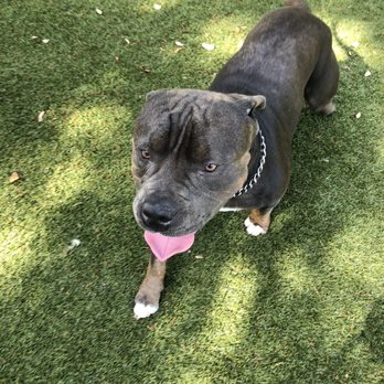 AAA Pet Resort - Pet Boarding Near Me - Bradenton, Florida