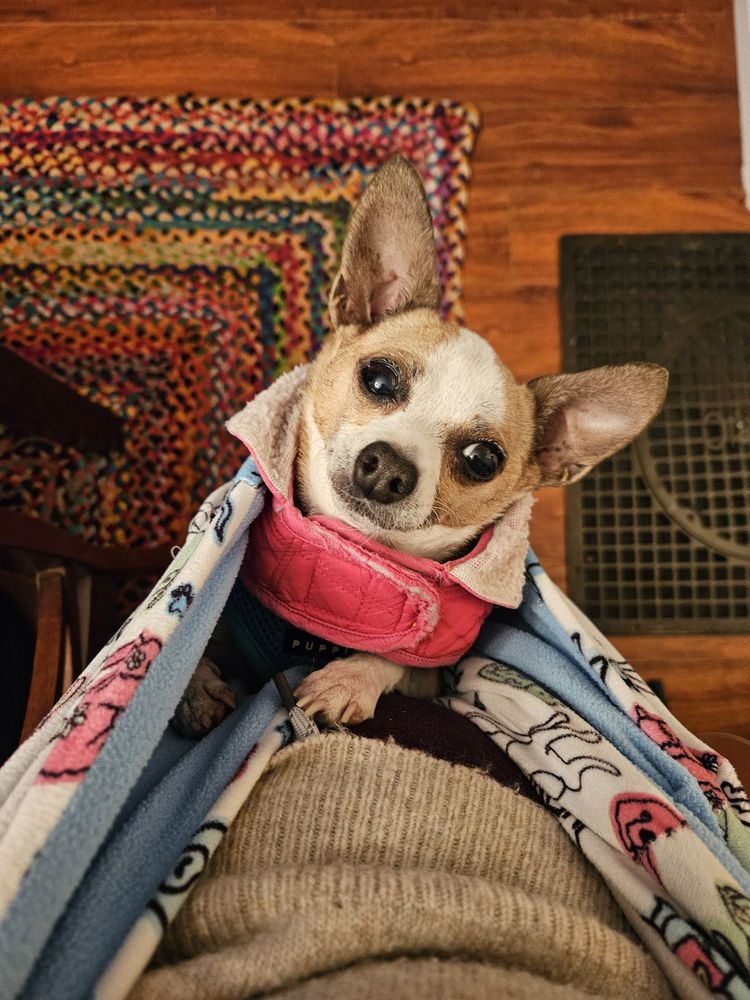 CALIFORNIA PET PHARMACY - Updated February 2026 - 46 Photos & 429 ...