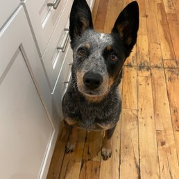Doli the ACD Doli the ACD