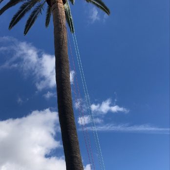 Dominguez Tree Trimming - This is a Palm tree we trim every year and Laguna Niguel - Tree Services Near Me Dominguez Tree Trimming - This is a Palm tree we trim every year and Laguna Niguel - Tree Services Near Me