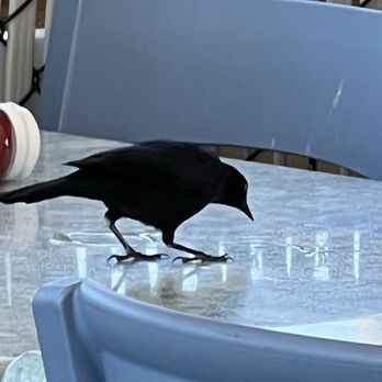 The Deck - Beautiful birds as lunch hosts - Seafood Near Me - Portland, Oregon