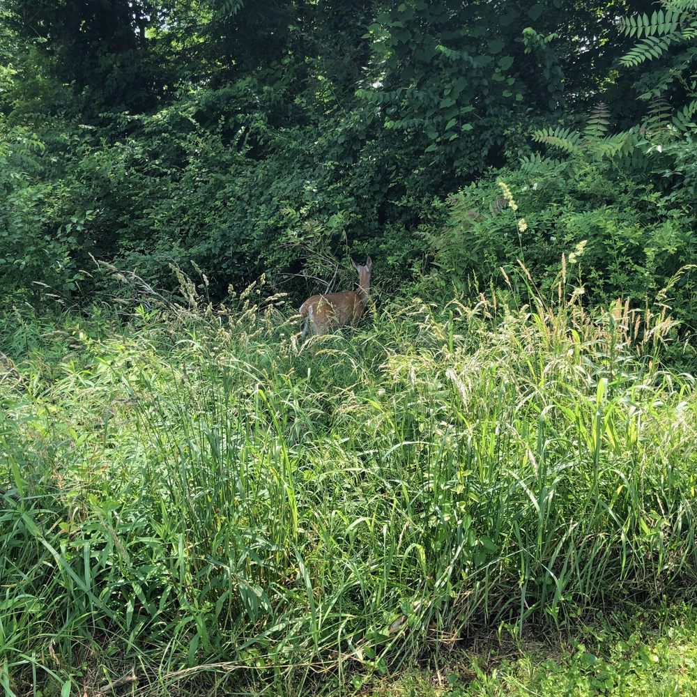 Anchorage Trail - Hiking Near Me - Anchorage, Kentucky