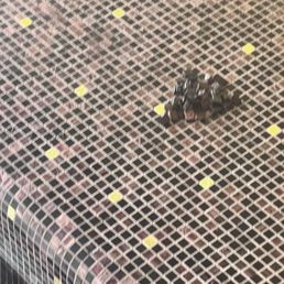 Broken mosaic tile in the hot tub.