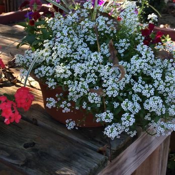 Enchanted Gardens - ... to everyday pots - Nurseries & Gardening Near Me - Richmond, Texas