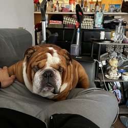Bulldog Territory