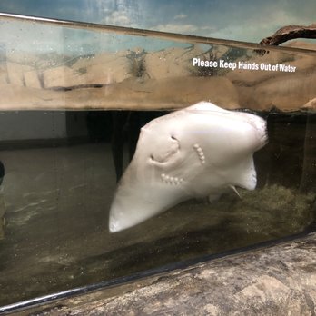 ABQ BioPark Aquarium - Stingray - Aquariums Near Me - Albuquerque, New Mexico