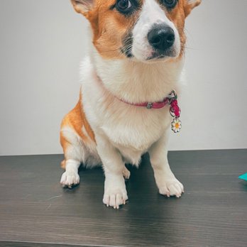 Your Pets Vets - Veterinarians Near Me - Pembroke Pines, Florida Your Pets Vets - Veterinarians Near Me - Pembroke Pines, Florida