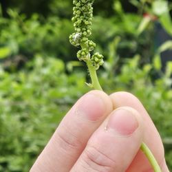 Azienda Agricola La Mancina di Zanetti & Marcaccini - The baby grapes are culled, so that the energy is put back into the stalk.