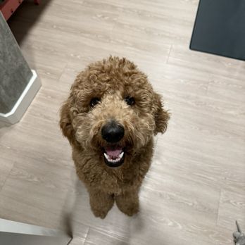 PetSmart Dog Training - Ivy before the horrendous haircut - Pet Stores Near Me - Seattle, Washington