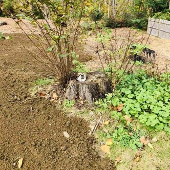 CB Tree Services - Tree Services Near Me