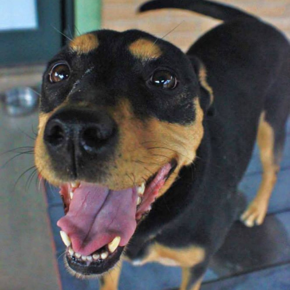 TOP 10 BEST Self Service Dog Wash near Catalina, AZ - Updated 2026 - Yelp