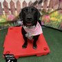 Photo of MidMo Dog Training