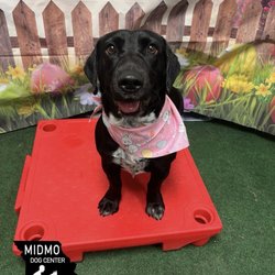 MidMo Dog Training - Ruby fresh from her grooming