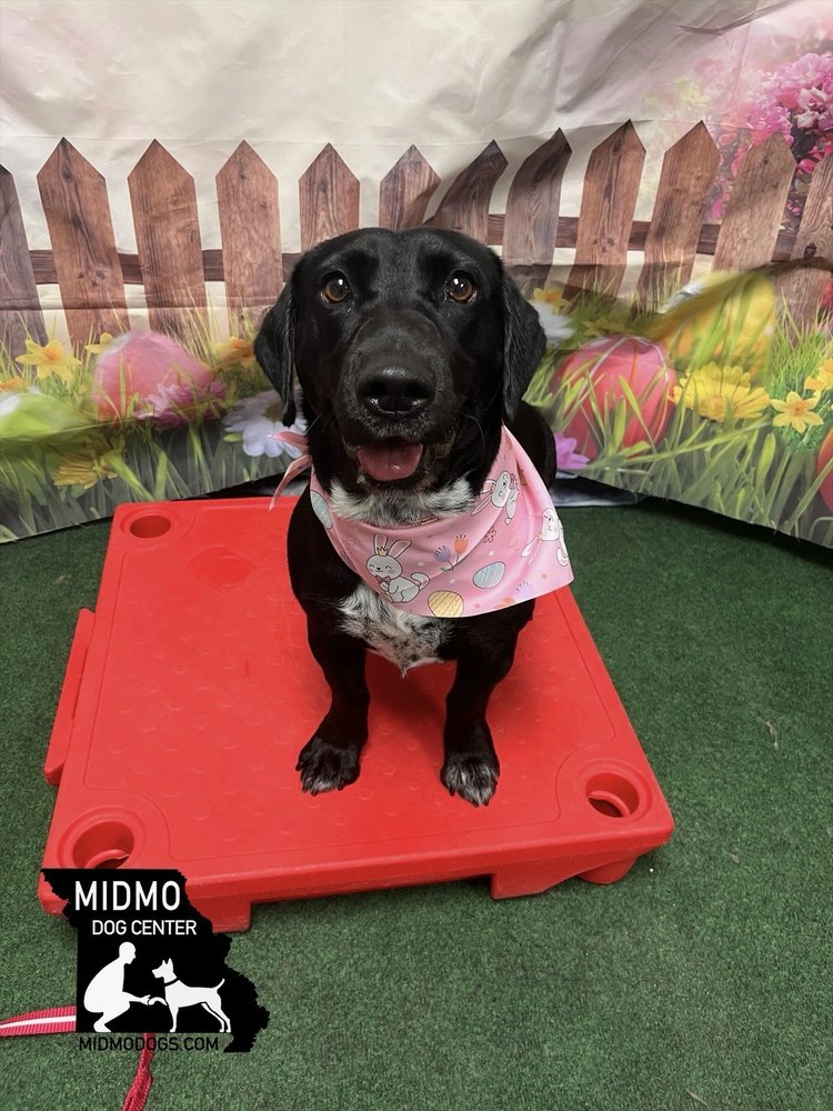 MidMo Dog Training
