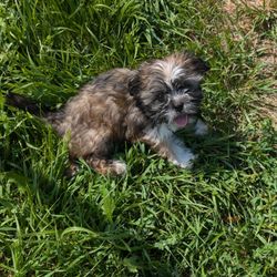 Goodwill Store - This is Bell. She is a 3 1/2 month Shih Tzu. Very loving & playful, needs basic puppy training