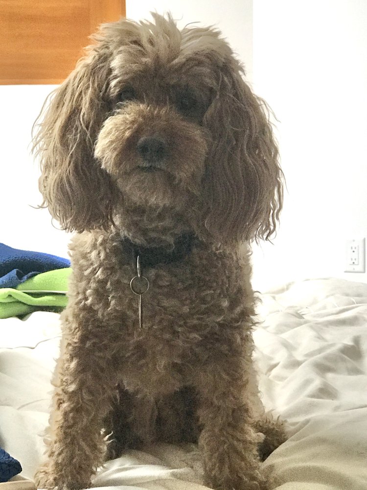 PRINCETON ERRANDS 43 Rosedale Ln, Princeton, New Jersey Dog Walkers