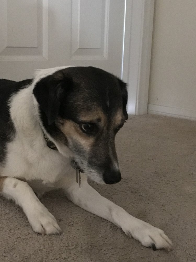 Erin the Dog Whisperer Dog Sitter - pet boarding facility in Henderson, NV